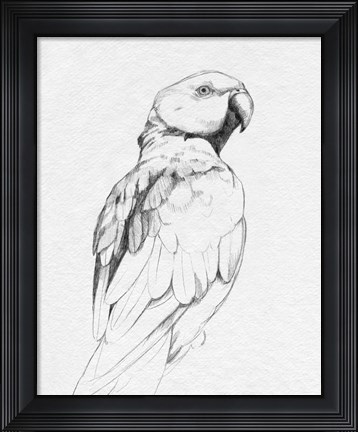Framed Parrot Portrait II Print