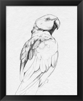 Framed Parrot Portrait II Print