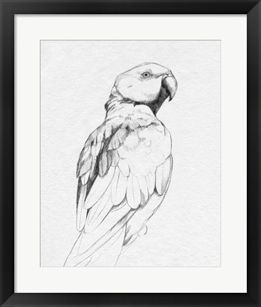 Framed Parrot Portrait II Print