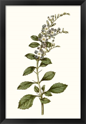 Framed Soft Blue Botanicals I Print