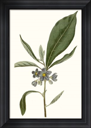 Framed Soft Blue Botanicals II Print