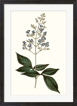 Framed Soft Blue Botanicals IV Print