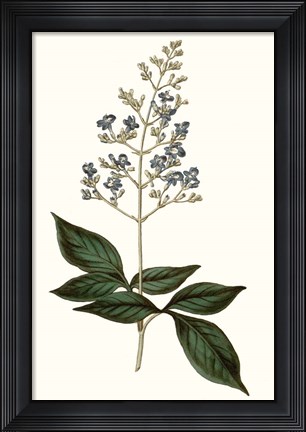 Framed Soft Blue Botanicals IV Print