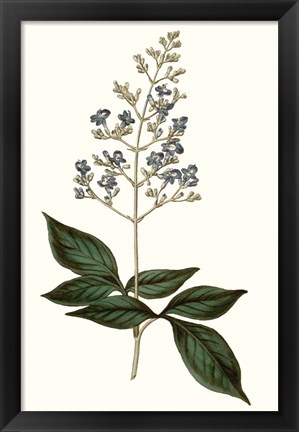 Framed Soft Blue Botanicals IV Print