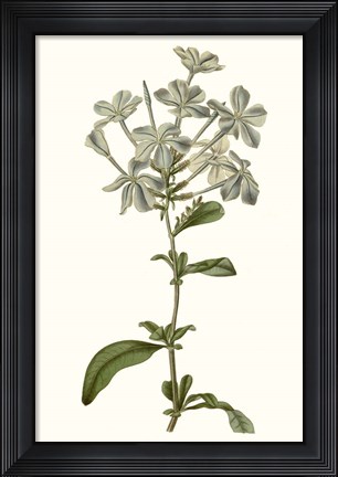 Framed Soft Blue Botanicals VII Print