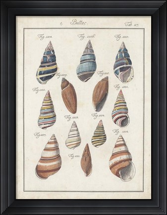 Framed Antique Shell Pair I Print