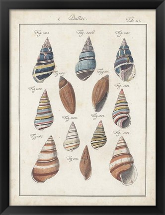 Framed Antique Shell Pair I Print