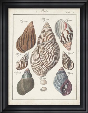 Framed Antique Shell Pair II Print