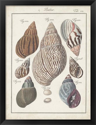 Framed Antique Shell Pair II Print