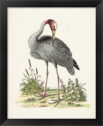 Framed Antique Heron &amp; Cranes I Print