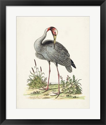 Framed Antique Heron &amp; Cranes I Print