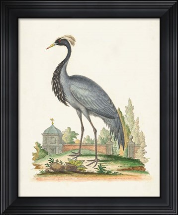Framed Antique Heron &amp; Cranes II Print