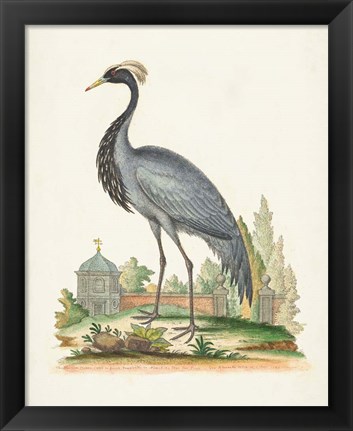 Framed Antique Heron &amp; Cranes II Print