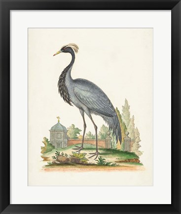 Framed Antique Heron &amp; Cranes II Print