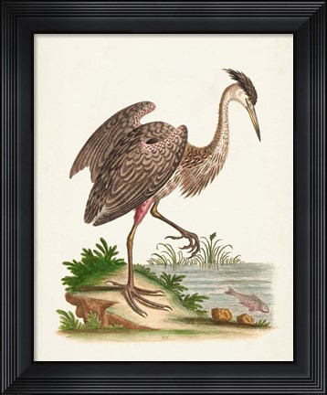 Framed Antique Heron &amp; Cranes III Print