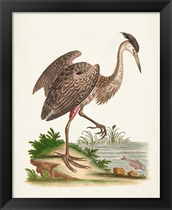 Framed Antique Heron &amp; Cranes III Print