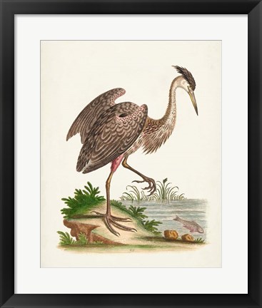 Framed Antique Heron &amp; Cranes III Print