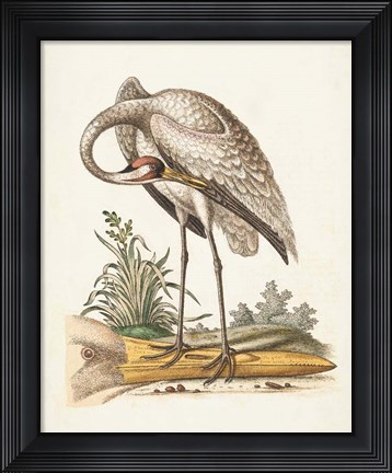 Framed Antique Heron &amp; Cranes IV Print