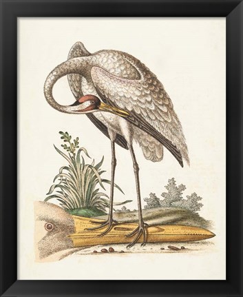 Framed Antique Heron &amp; Cranes IV Print