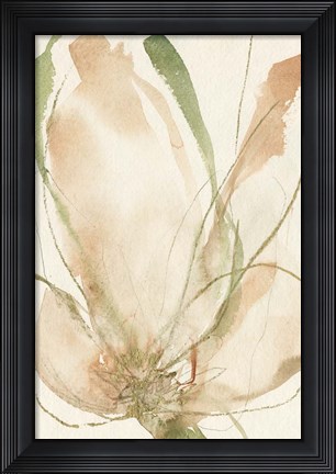 Framed Petal Sketches II Print