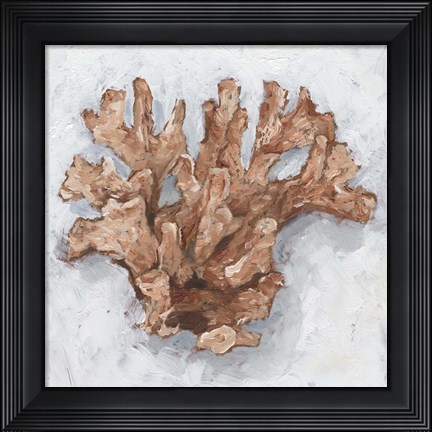 Framed Coral Display I Print
