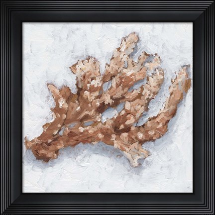 Framed Coral Display II Print