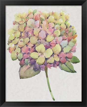 Framed Multicolor Floral II Print