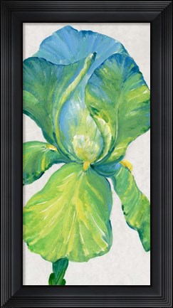 Framed Iris Bloom in Green II Print