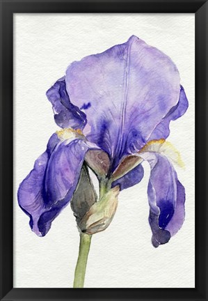 Framed Iris in Bloom I Print