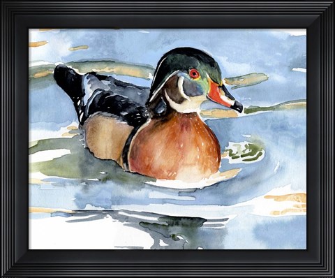 Framed Watercolor Woodduck II Print