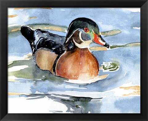 Framed Watercolor Woodduck II Print