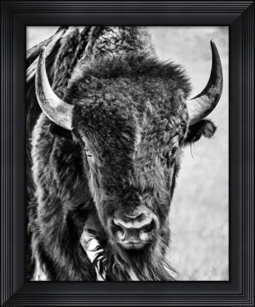 Framed Buffalo Portrait Print