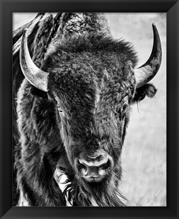 Framed Buffalo Portrait Print