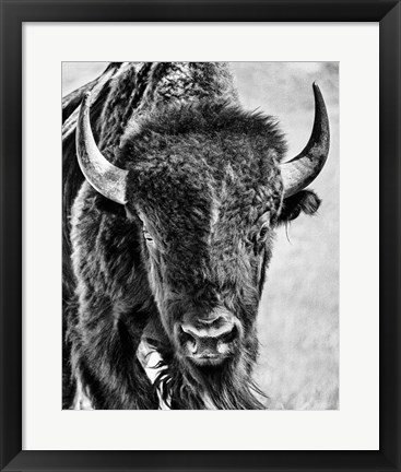 Framed Buffalo Portrait Print