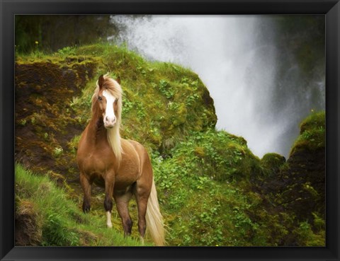 Framed Collection of Horses I Print