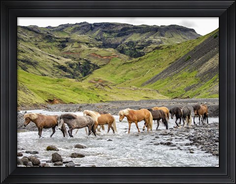 Framed Collection of Horses II Print