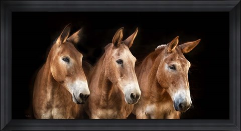 Framed Collection of Horses IV Print