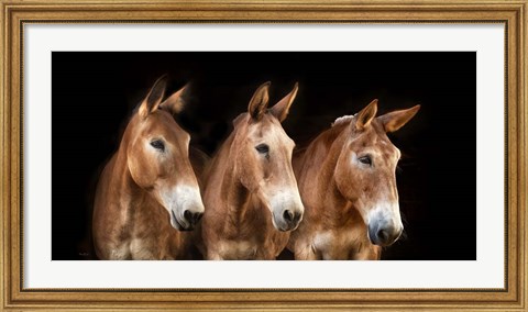 Framed Collection of Horses IV Print