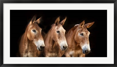 Framed Collection of Horses IV Print