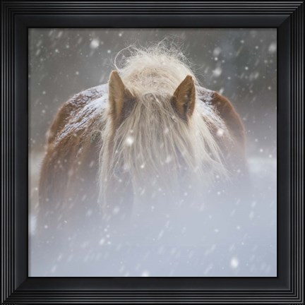 Framed Collection of Horses V Print