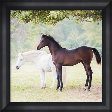 Framed Collection of Horses VII Print