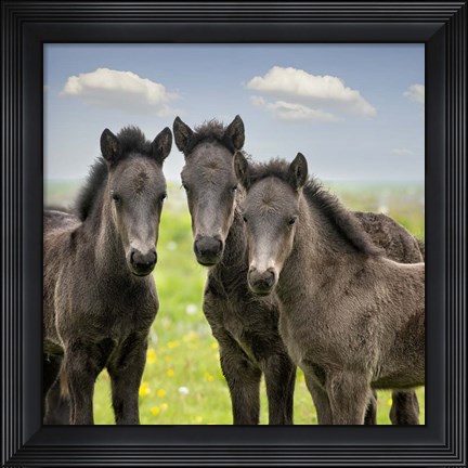 Framed Collection of Horses IX Print