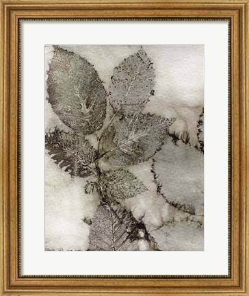Framed Birch Leaves II Print