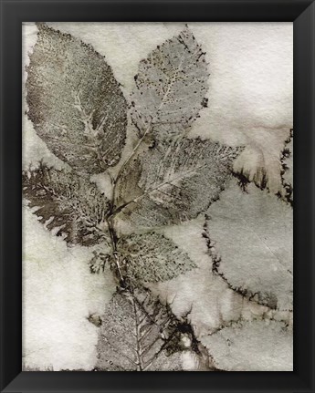 Framed Birch Leaves II Print