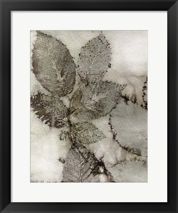 Framed Birch Leaves II Print