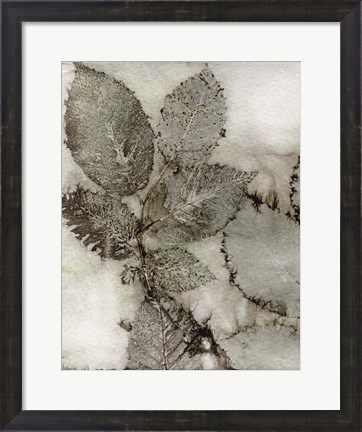 Framed Birch Leaves II Print