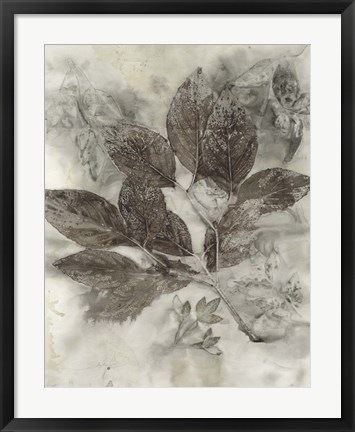 Framed Dogwood Leaves II Print