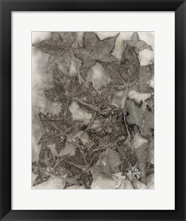 Framed Sweet Gum Leaves Print