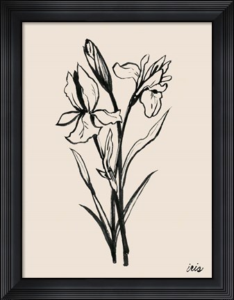 Framed Iris Sketch I Print