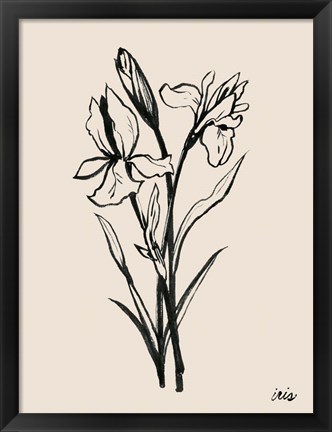 Framed Iris Sketch I Print